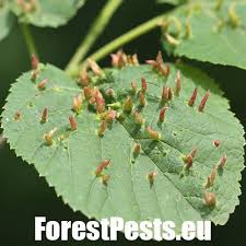Attēlu rezultāti vaicājumam “Eriophyes tiliae”