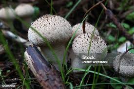 Attēlu rezultāti vaicājumam “Lycoperdon perlatum”