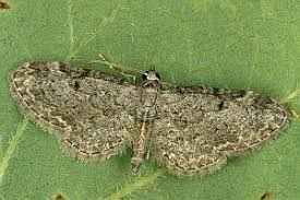 Attēlu rezultāti vaicājumam “Eupithecia tenuiata”