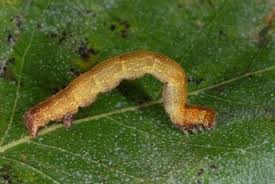 Attēlu rezultāti vaicājumam “Cyclophora albipunctata”