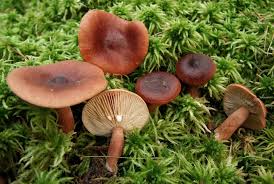 Attēlu rezultāti vaicājumam “Lactarius lygniotus”