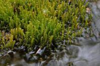 Attēlu rezultāti vaicājumam “Palustriella falcata”