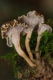 Attēlu rezultāti vaicājumam “Pseudocraterellus”