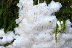 Attēlu rezultāti vaicājumam “Postia rennyi”