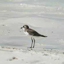 Image result for Charadrius mongolus