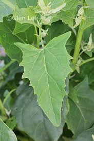 Image result for Atriplex hortensis