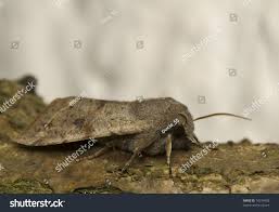 Attēlu rezultāti vaicājumam “Orthosia incerta”