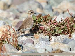 Image result for Charadrius mongolus