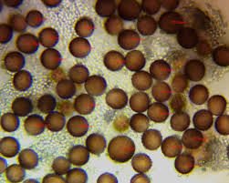 Attēlu rezultāti vaicājumam “Physarum bitectum spores”