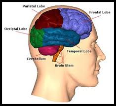 Image result for map of the brain