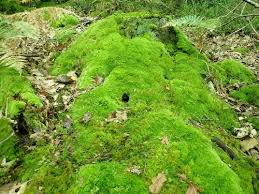 Attēlu rezultāti vaicājumam “Leucobryum juniperoideum”