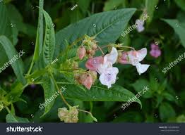 Image result for Impatiens glandulifera