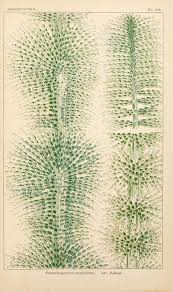 Attēlu rezultāti vaicājumam “Batrachospermum moniliforme”