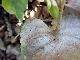 Attēlu rezultāti vaicājumam “Viola reichenbachiana leaf”