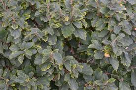 Attēlu rezultāti vaicājumam “Hamamelis vernalis leaf”