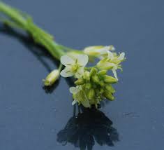 Attēlu rezultāti vaicājumam “Arabis glabra leaf”