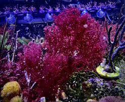 Attēlu rezultāti vaicājumam “Lycogala botrydium macro”