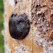 Attēlu rezultāti vaicājumam “Symphytocarpus flaccidus”