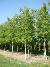 Attēlu rezultāti vaicājumam “Juglans x sinensis”