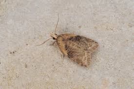 Attēlu rezultāti vaicājumam “Capua vulgana”