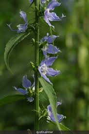 Image result for Campanula americana