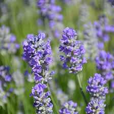 Attēlu rezultāti vaicājumam “Lavandula angustifolia flower”