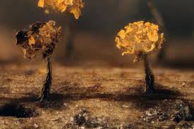 Attēlu rezultāti vaicājumam “Physarum viride var. aurantium”