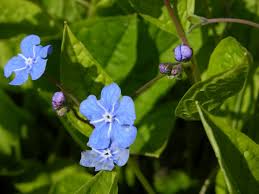Image result for Omphalodes verna