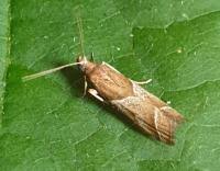 Attēlu rezultāti vaicājumam “Nyctegretis lineana”