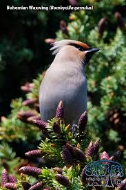 Attēlu rezultāti vaicājumam “Bombycilla garrulus adult”