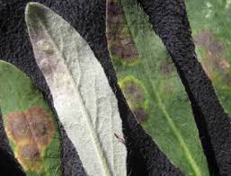 Attēlu rezultāti vaicājumam “Cystiphora sanguinea”