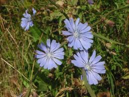 Image result for Cichorium intybus