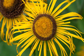 Attēlu rezultāti vaicājumam “Telekia speciosa leaf”
