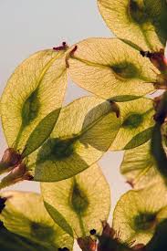 Attēlu rezultāti vaicājumam “Ulmus glabra fruit”