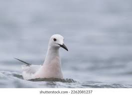 Image result for Chroicocephalus genei