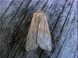 Attēlu rezultāti vaicājumam “Mythimna sp.”