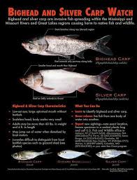 Image result for Hypophthalmichthys nobilis