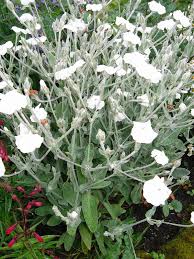Image result for Lychnis coronaria alba