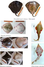 Image result for Pteroplatytrygon violacea