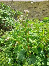 Attēlu rezultāti vaicājumam “Fagopyrum esculentum flower”