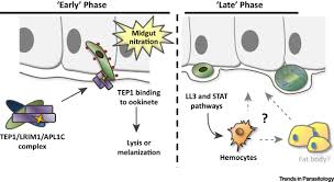 Attēlu rezultāti vaicājumam “undetermined plasmodium”