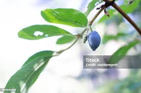 Attēlu rezultāti vaicājumam “Lonicera caerulea var. pallasii fruit”