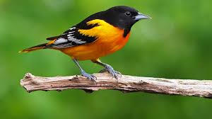 Image result for Bird