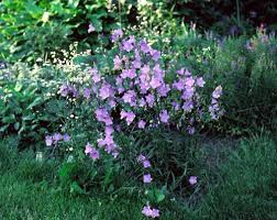 Image result for Campanula persicifolia