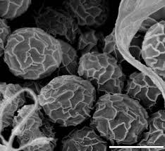 Attēlu rezultāti vaicājumam “Symphytocarpus flaccidus spores”