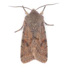 Attēlu rezultāti vaicājumam “Orthosia incerta”