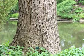 Attēlu rezultāti vaicājumam “Populus x canadensis”