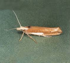 Attēlu rezultāti vaicājumam “Ypsolopha parenthesella”