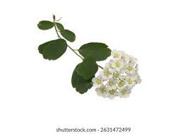 Attēlu rezultāti vaicājumam “Spiraea chamaedryfolia flower”