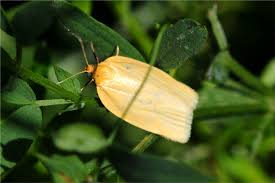 Attēlu rezultāti vaicājumam “Aphelia paleana”